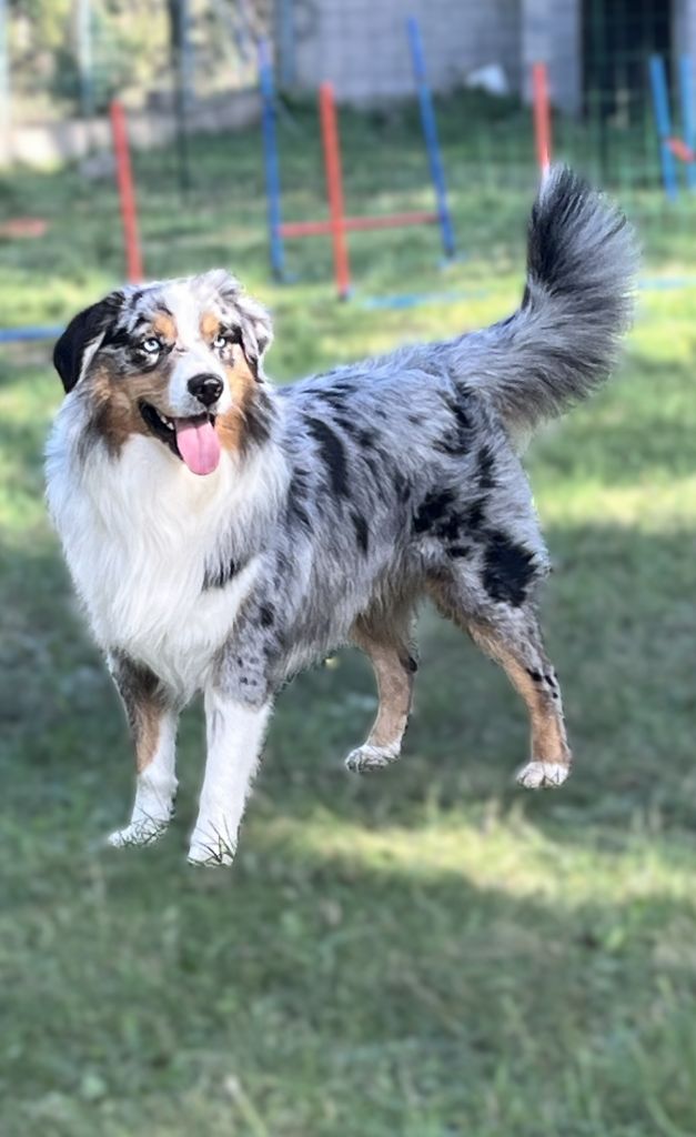 Uffi  DIT Uxy Snowy Mountain Fairy Sheperd