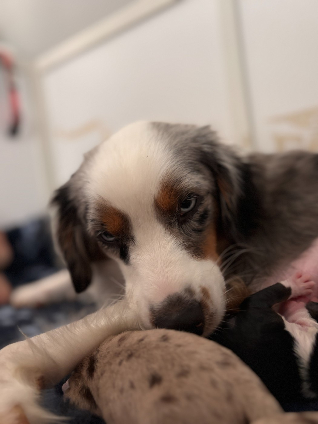 CHIOTS DISPONIBLES