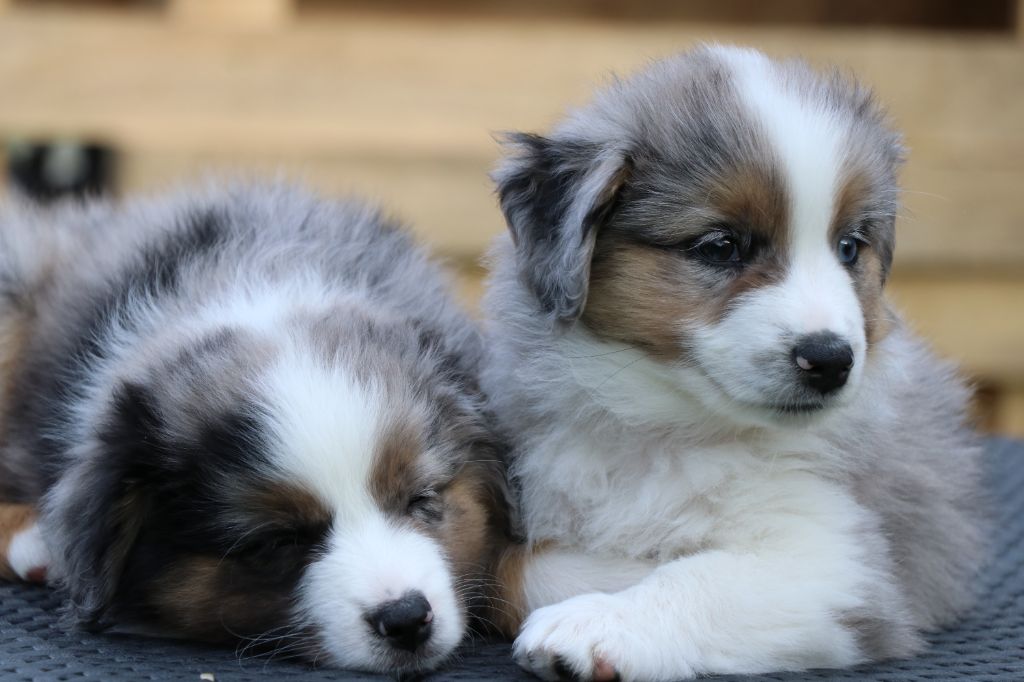 CHIOTS