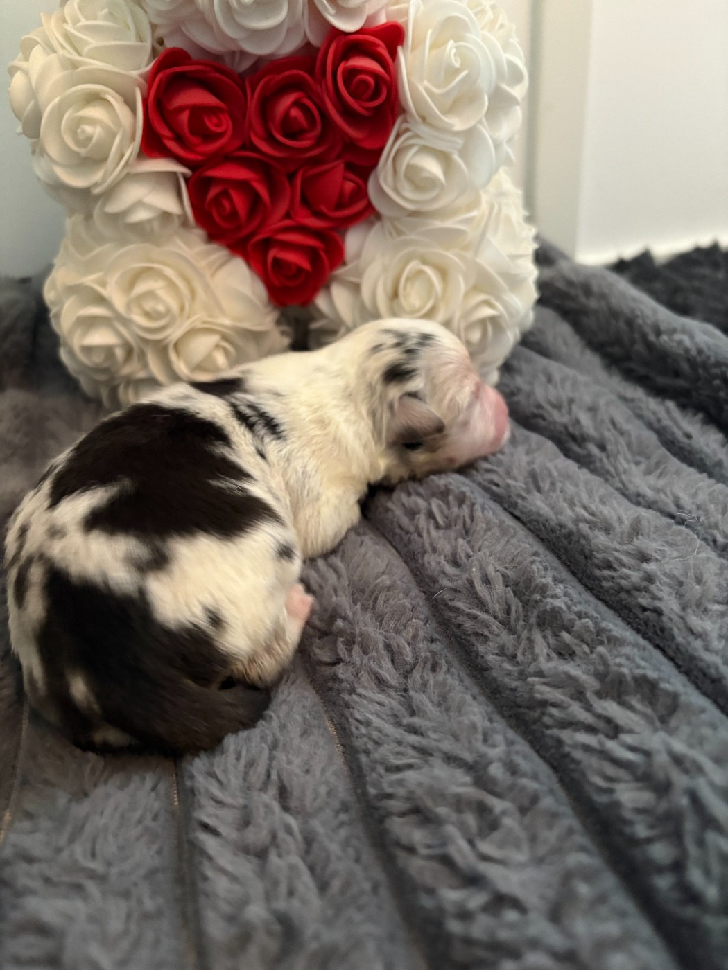 De La Galaxie D'Elfie - Chiots disponibles - Berger Américain Miniature 