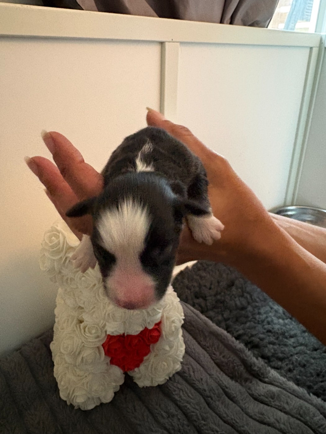 De La Galaxie D'Elfie - Chiots disponibles - Berger Américain Miniature 