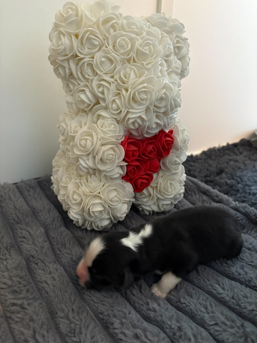 De La Galaxie D'Elfie - Chiots disponibles - Berger Américain Miniature 