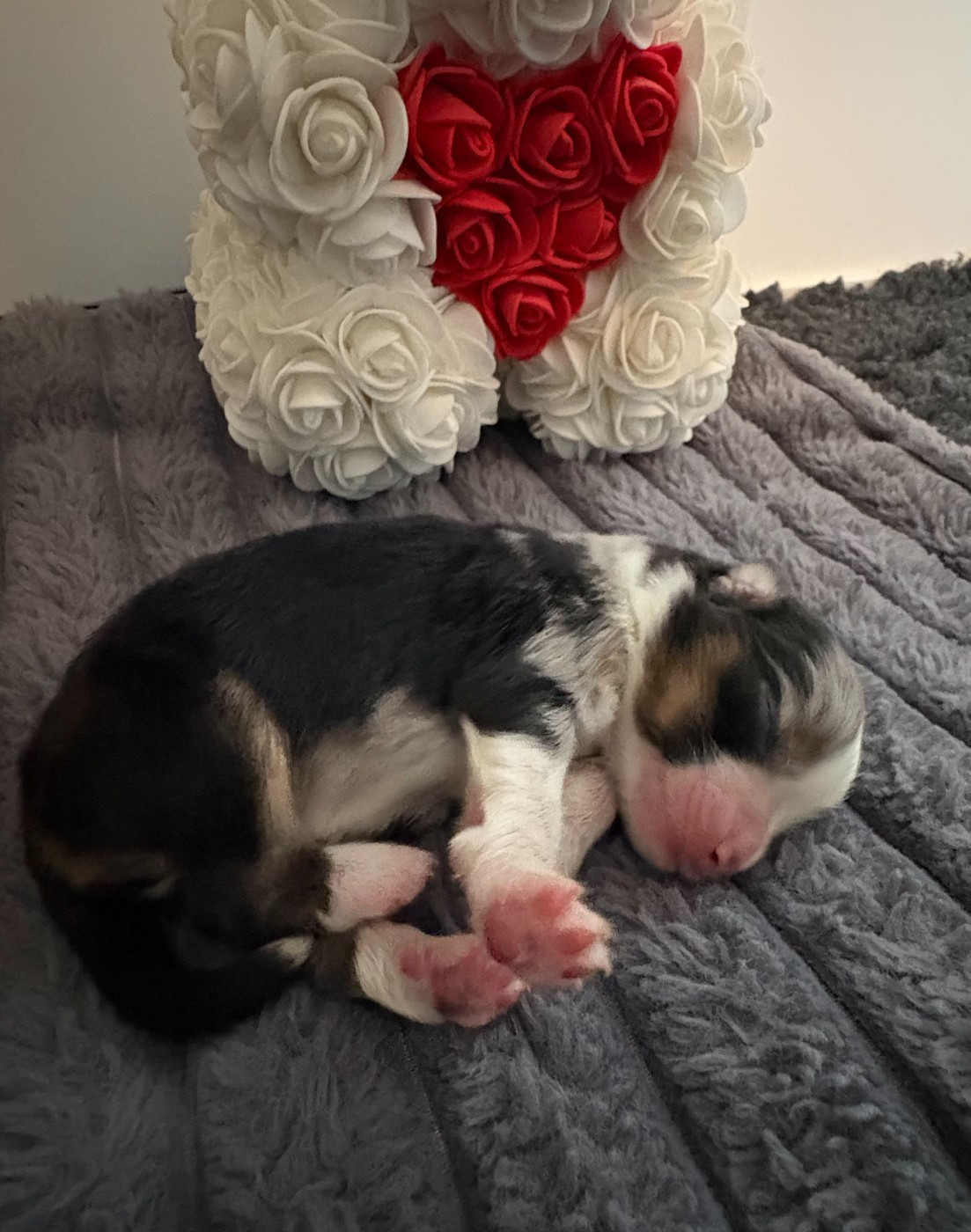 De La Galaxie D'Elfie - Chiots disponibles - Berger Américain Miniature 