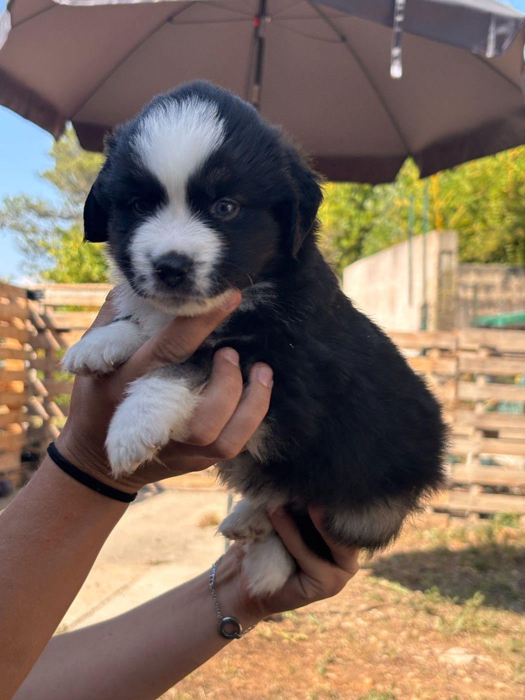 De La Galaxie D'Elfie - Chiots disponibles - Berger Américain Miniature 