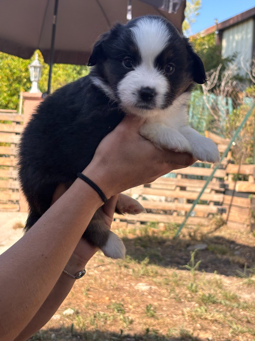De La Galaxie D'Elfie - Chiots disponibles - Berger Américain Miniature 