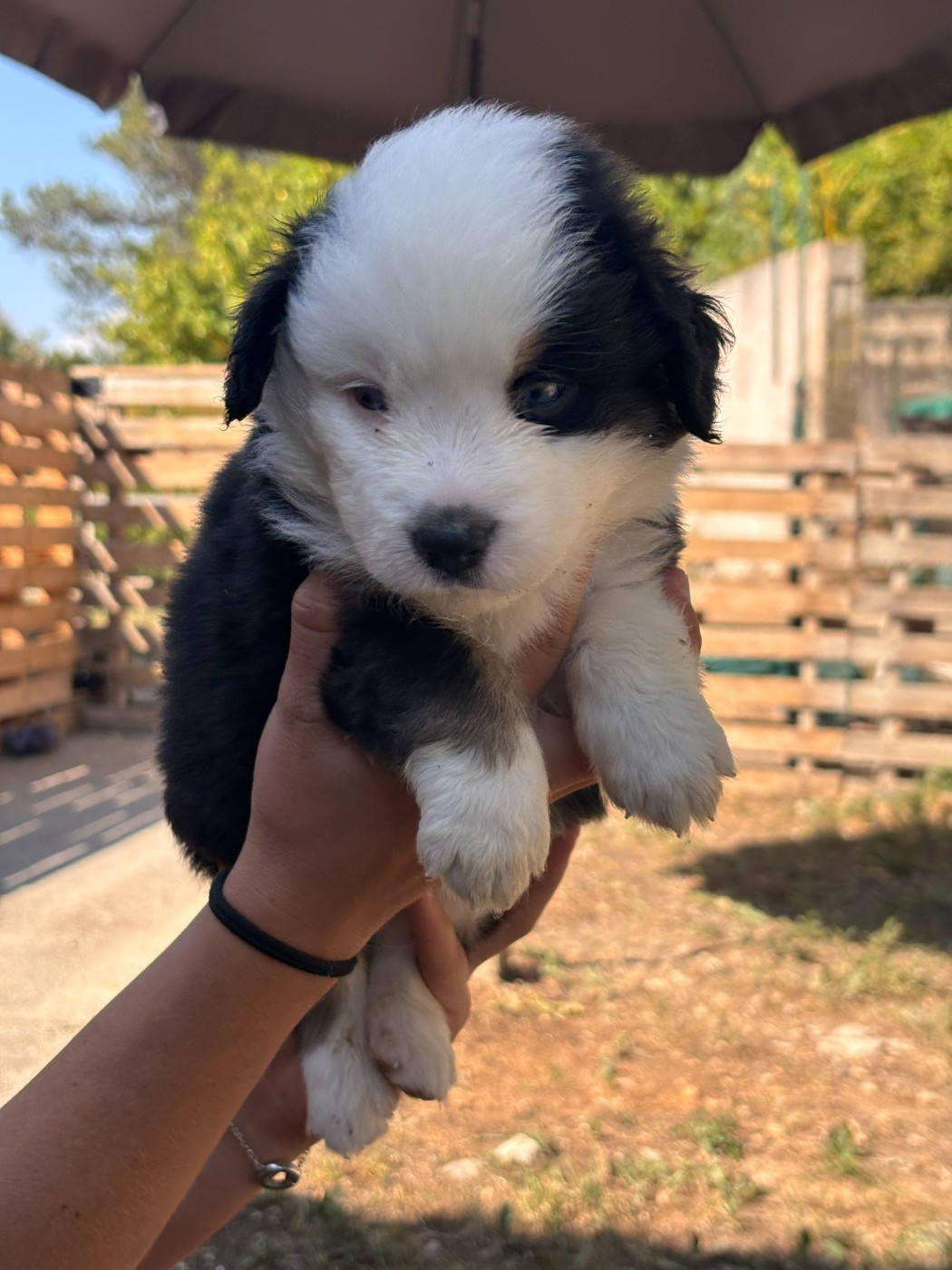 De La Galaxie D'Elfie - Chiots disponibles - Berger Américain Miniature 