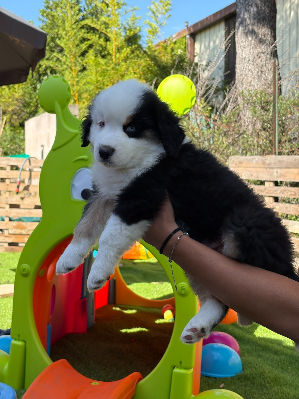 De La Galaxie D'Elfie - Chiots disponibles - Berger Américain Miniature 