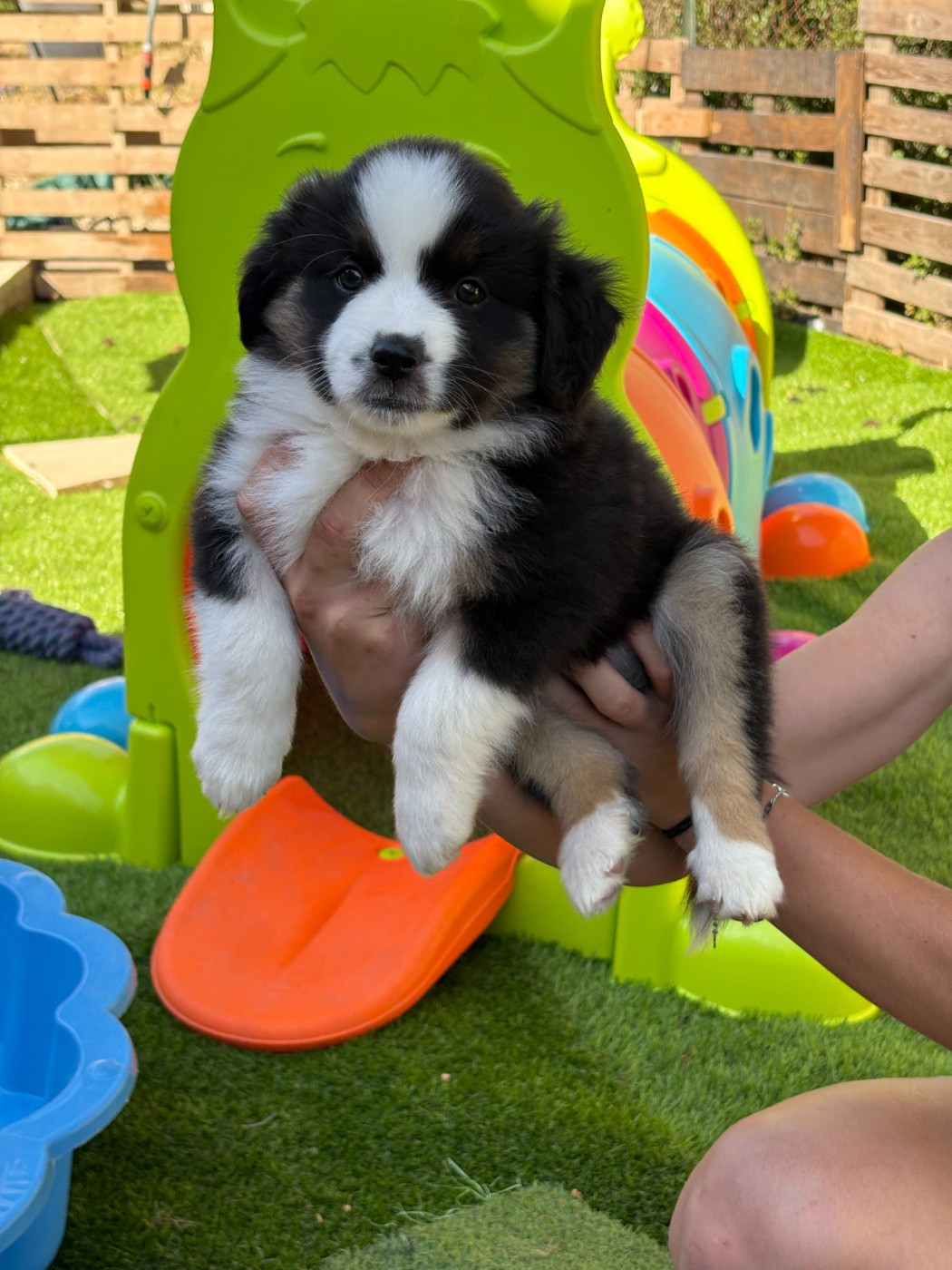 De La Galaxie D'Elfie - Chiots disponibles - Berger Américain Miniature 