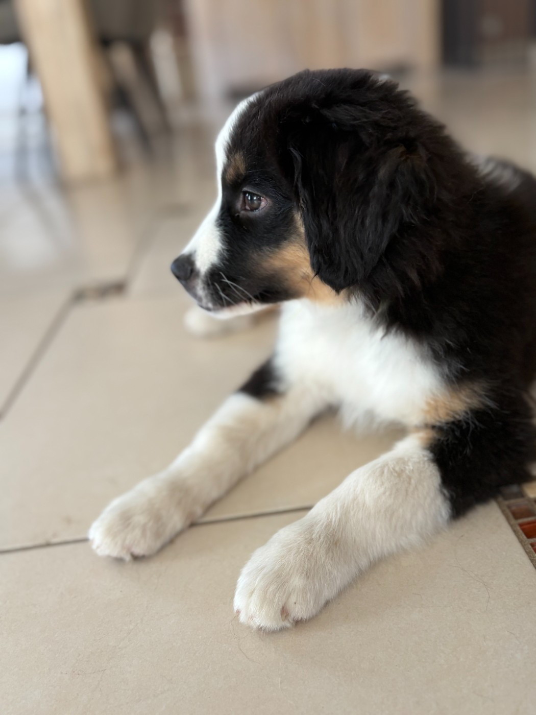 De La Galaxie D'Elfie - Chiots disponibles - Berger Américain Miniature 